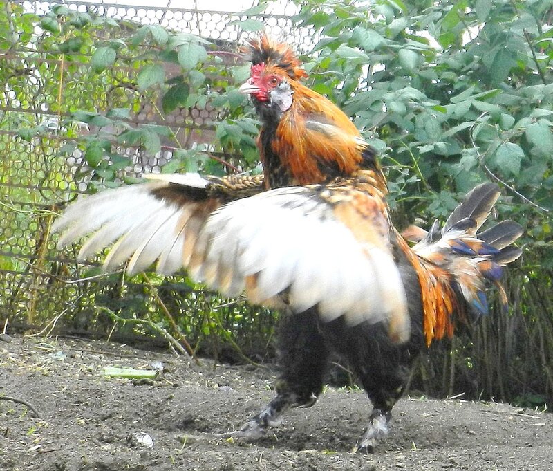 Павловская золотистая