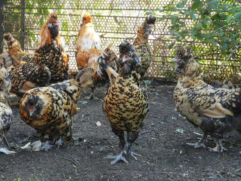 Павловские куры