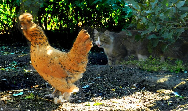 "Голубушка, как хороша!                Ну что за шейка, что за глазки!                Рассказывать, так, право, сказки!        Какие перушки! какой носок!И, верно, ангельский быть должен голосок!"