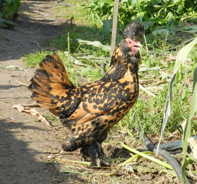ПАВЛОВСКАЯ КУРИЦА