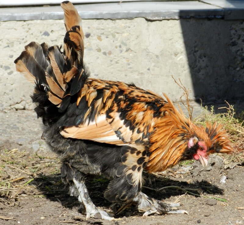 Павловский Петушок