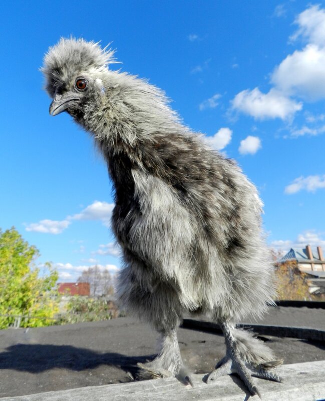 Ёжик, ни головы, ни ножек!