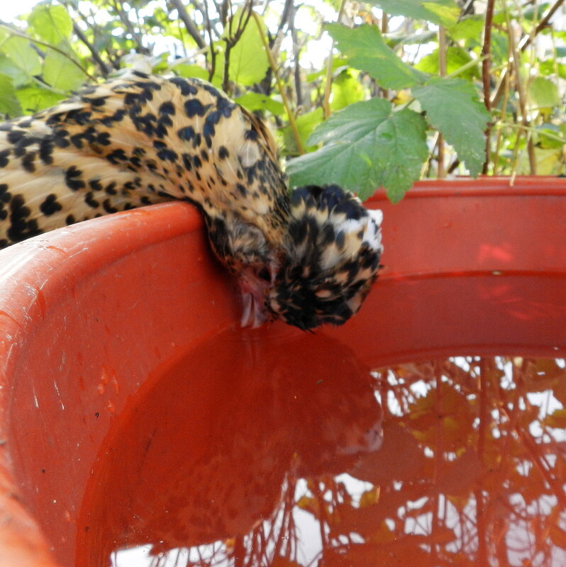 Октябрь. Жара.