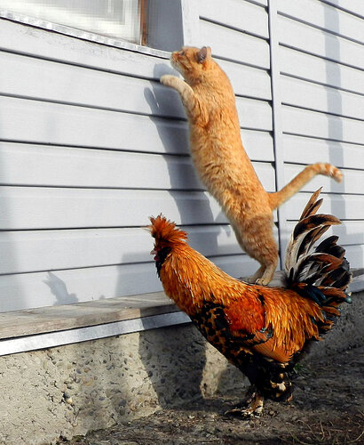 Бременские Музыканты