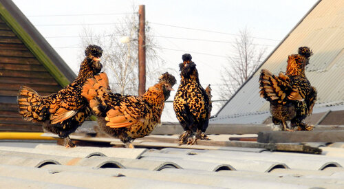 Павловские куры