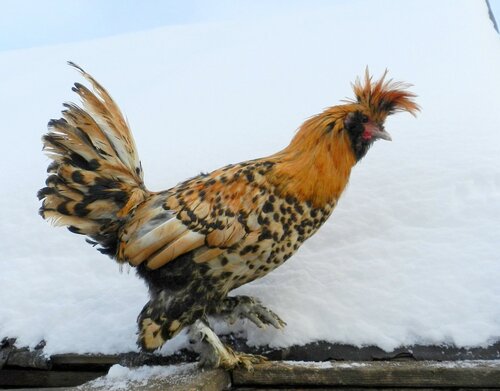 Павловская порода кур,