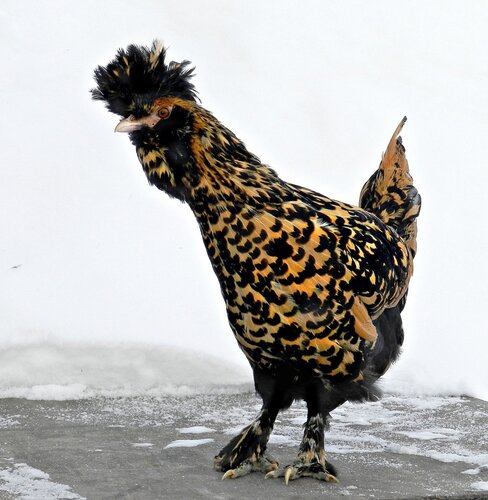 Павловкая курочка