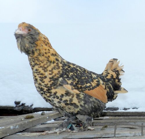 Павловская порода кур,