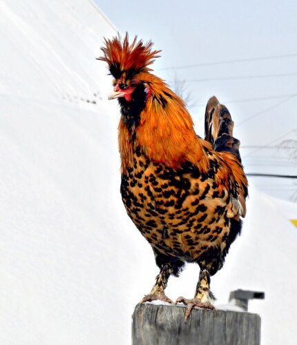 Павловский петух