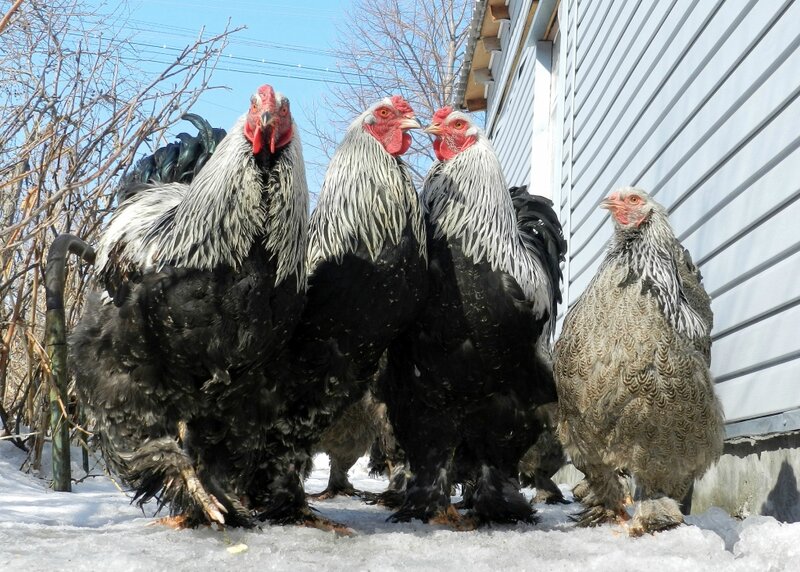 Брама Тёмная