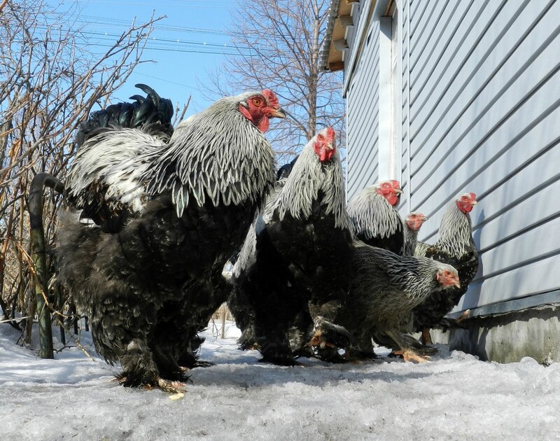 Брама Тёмная