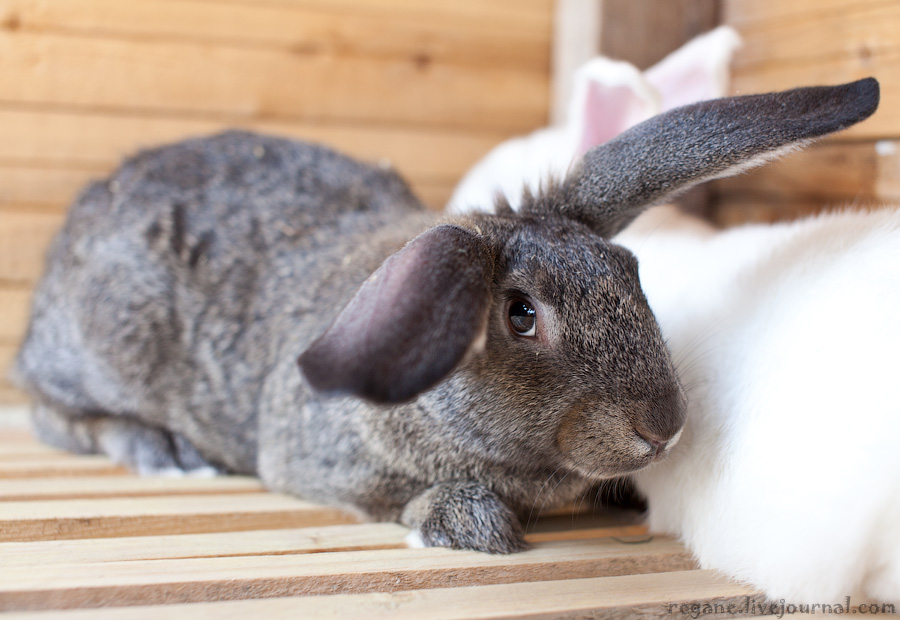 что-то от ризена, но не ризен