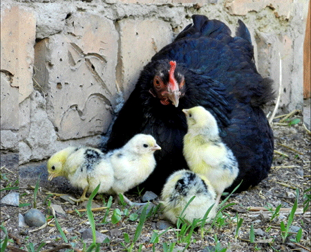 Курочка-с-цыплятами