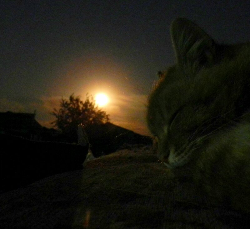 Лунный Кот или "Кошачьи уши"