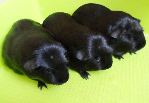 английский крестед