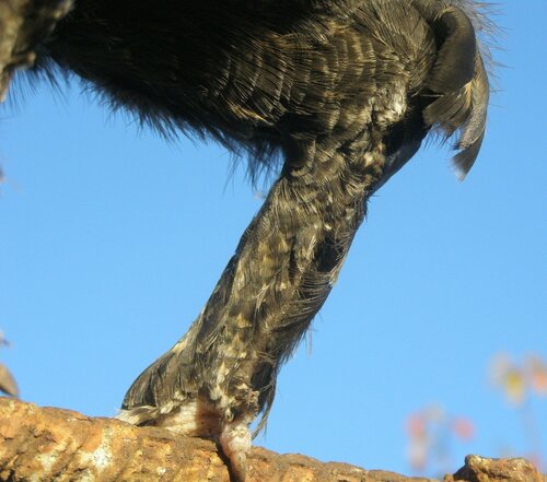 Павловские Павловские