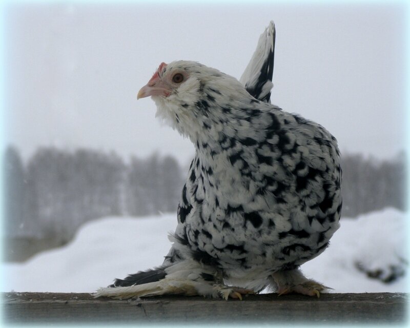 Бентамка Алтайская