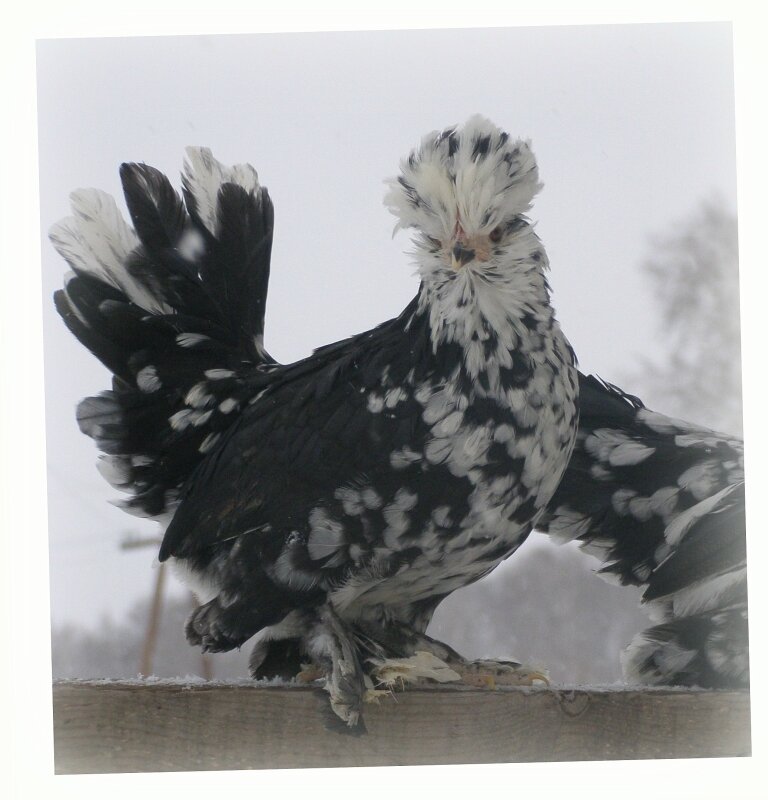 Бентамка Алтайская