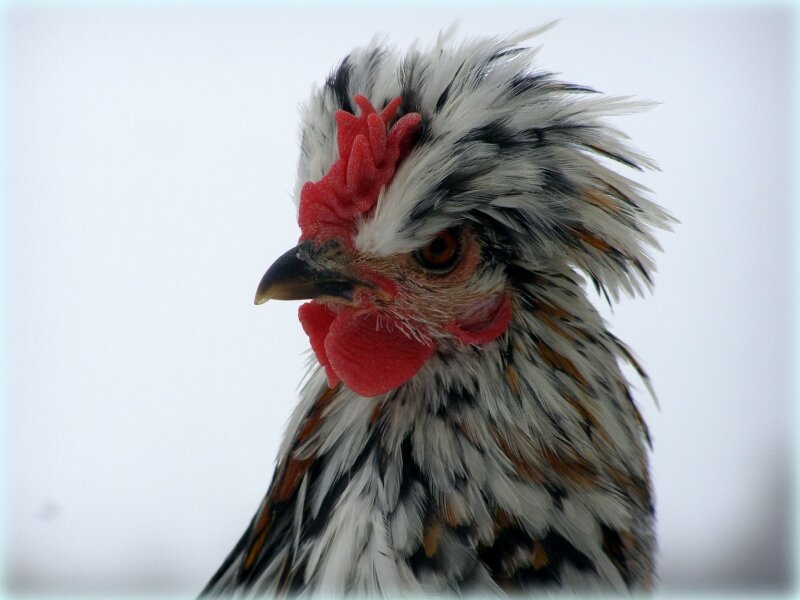 Бентамка Алтайская