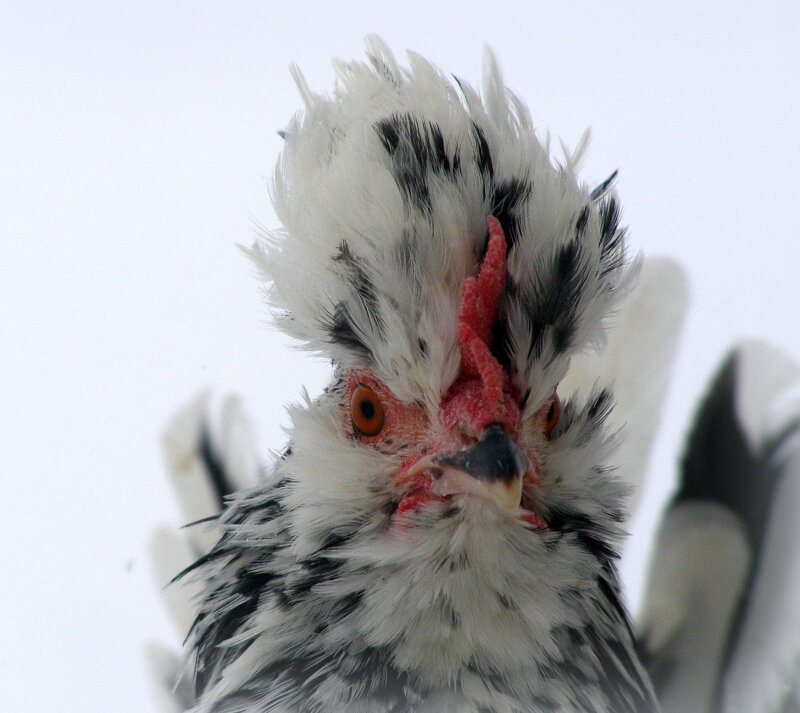 Бентамка Алтайская