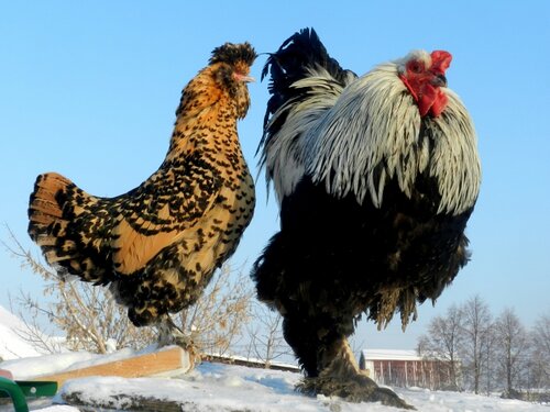 7 января  2013