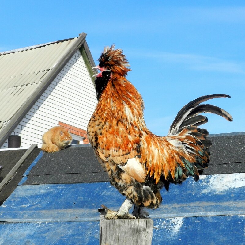 Жили - Были Кот да Петух