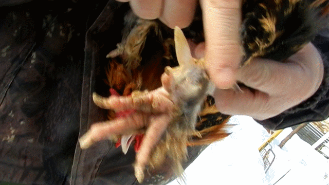 Павловская нога