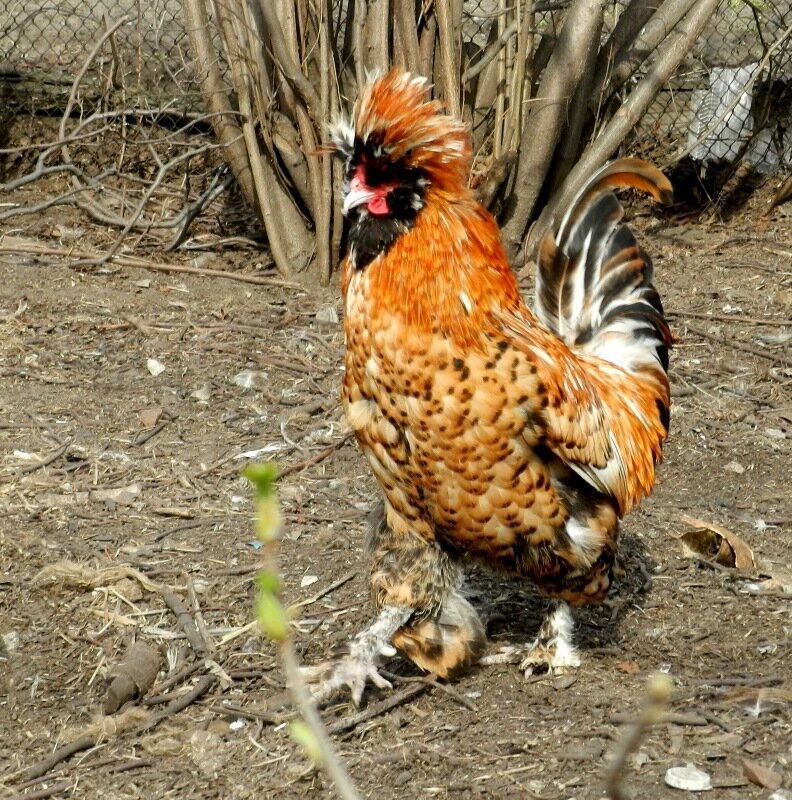 26 апреля 2013. Молодняк 2012