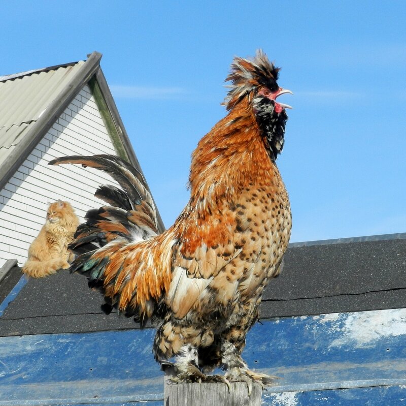 Жили - Были Кот да Петух