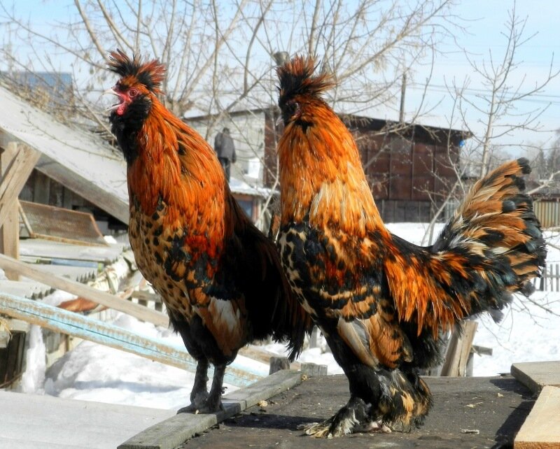 Павловский петух