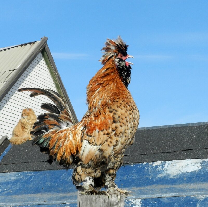 Жили - Были Кот да Петух