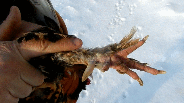 Павловская нога,анимашки,