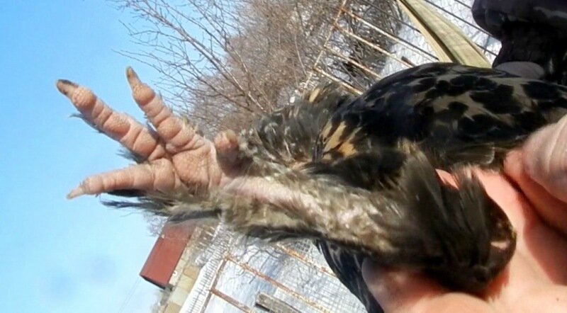 Павловская нога 