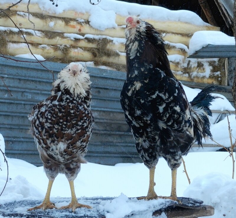 Петушок и Курочка