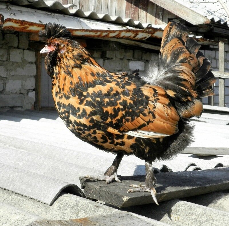 26 апреля 2013. Молодняк 2012