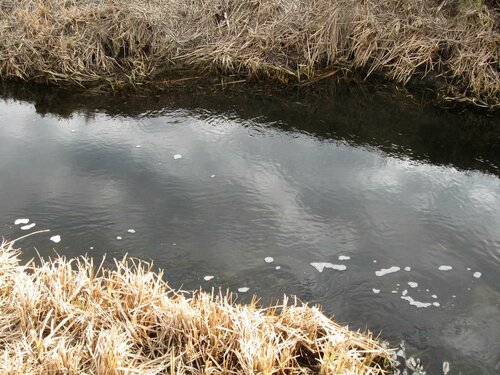 Ржача около моста
