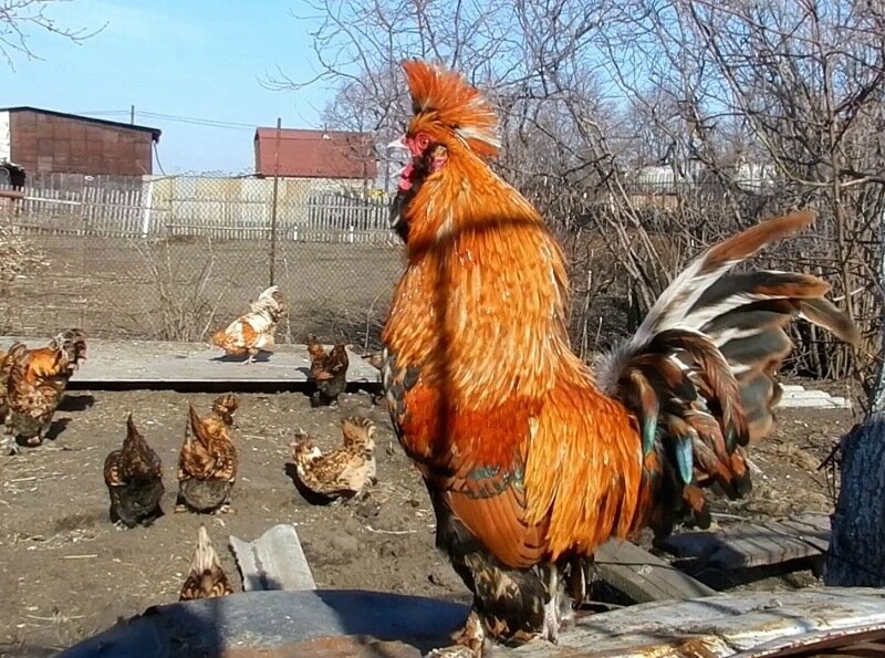 19 апреля 2013