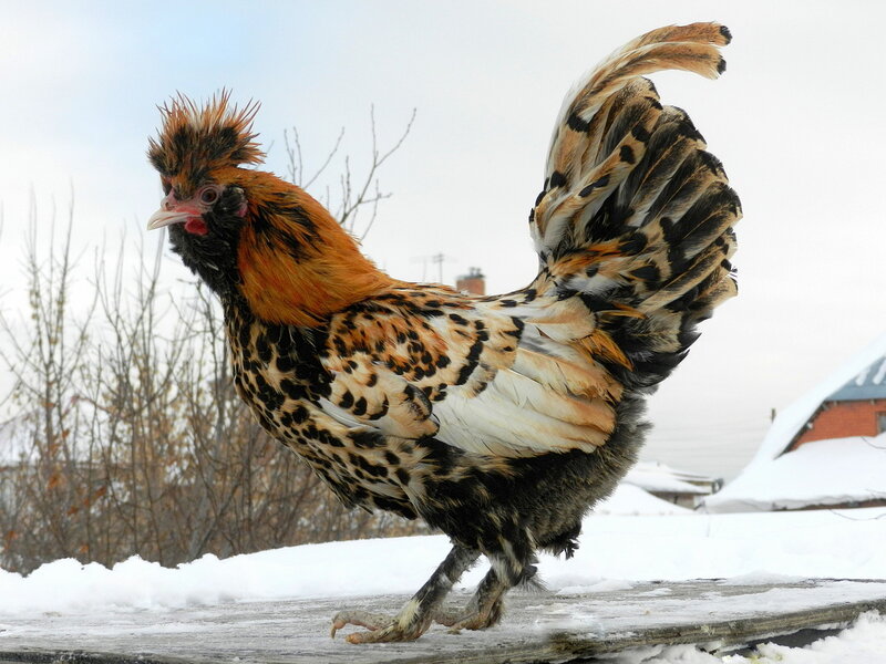 С НОВЫМ 2013 ГОДОМ!!!!