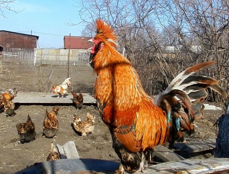 19 апреля 2013