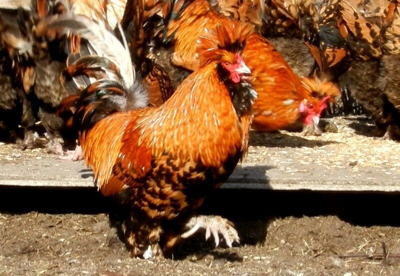 Павловская золотистая