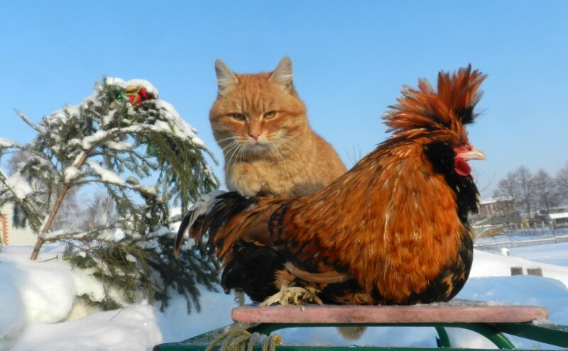 «Жили - Были Кот да Петух» «Жили - Были Кот да Петух»