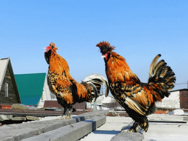 30 марта 2013, анимашка, павловские петухи