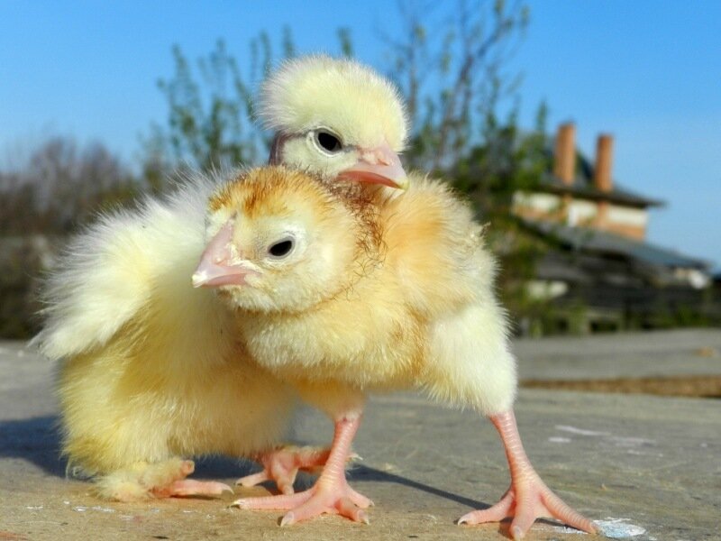 Цыплята