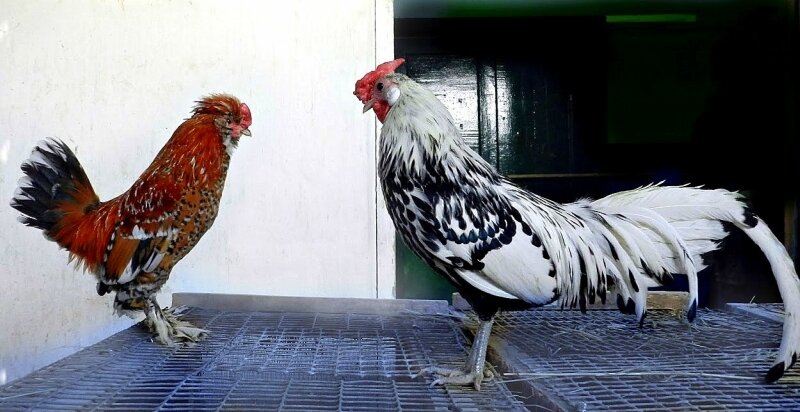  Петух "Алтайская бентамка" и Гамбургский петух 