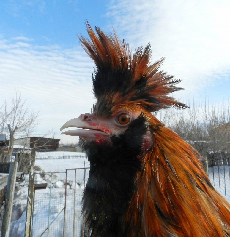 Павловский петух