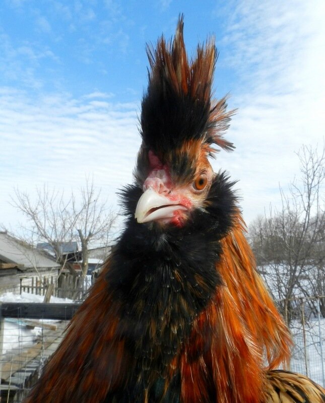 Павловский петух