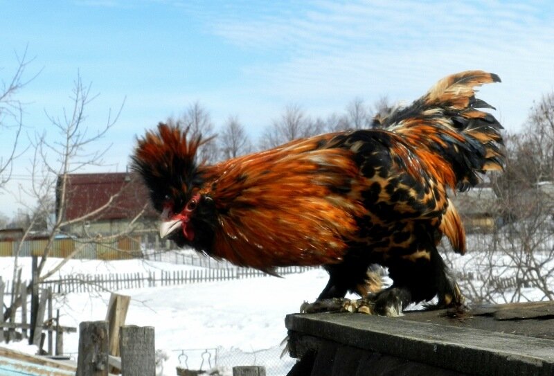 Павловский петух