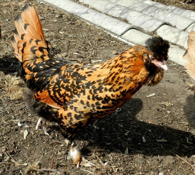 26 апреля 2013. Молодняк 2012