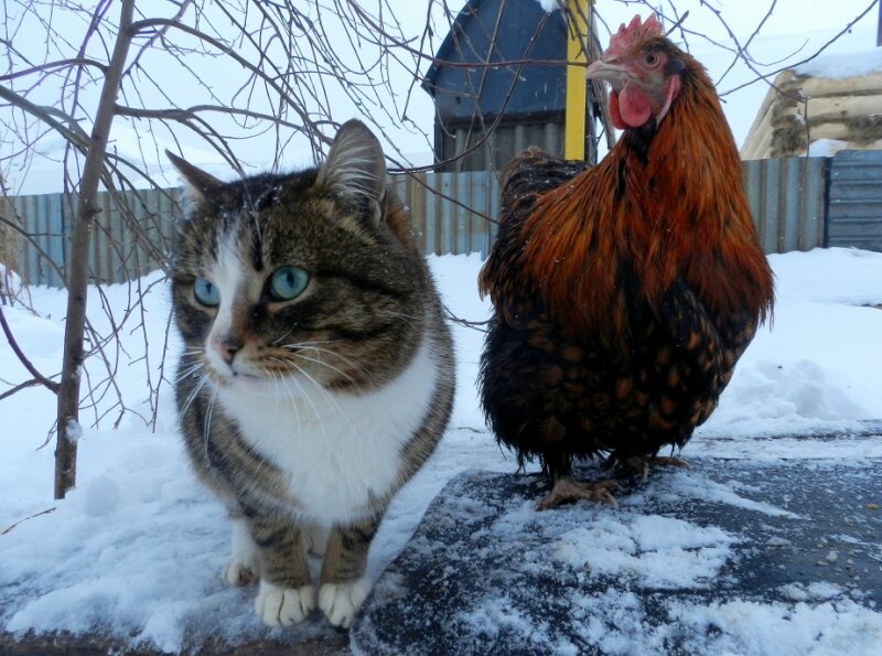 Жили - Были Кот да Петух