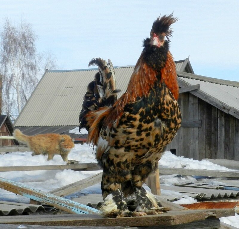 Павловский петух